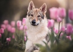 Pies, Owczarek niemiecki, Różowe, Tulipany