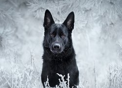 Pies, Owczarek niemiecki, Zima, Śnieg
