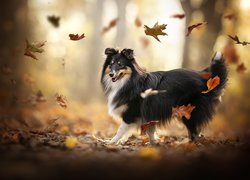 Pies, Owczarek szetlandzki, Liście, Jesień