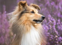 Pies, Owczarek szetlandzki, Mordka, Kwiaty
