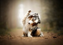 Pies, Owczarek szetlandzki, Ścieżka