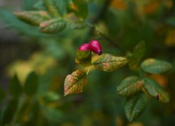 Owoce dzikiej róży na gałązce w zbliżeniu
