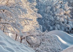 Zima, Drzewa, Las, Gałęzie, Pagórki, Śnieg