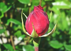Pąk róży