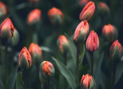 Pąki, Tulipany