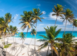 Palmy na letniej plaży