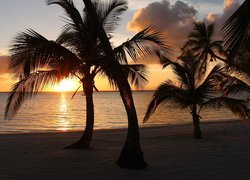 Zachód słońca, Tropiki, Morze, Palmy