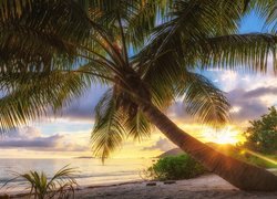 Palmy nad Oceanem Indyjskim na wyspie Praslin