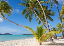 Palmy nad oceanem na wyspie Bora-Bora