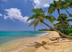 Palmy pochylone nad plażą na hawajskiej wyspie Oahu