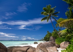 Palmy porastające morską kamienistą plażę