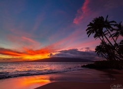 Hawaje, Zachód słońca, Morze, Palmy