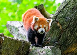 Panda ruda na pniu drzewa