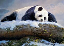 Panda wielka leżąca na ośnieżonej skale