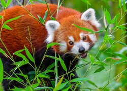 Pandka ruda jedząca liście bambusa