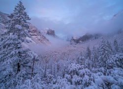 Zima, Śnieg, Góry, Drzewa, Mgła, Park Narodowy Yosemite, Kalifornia, Stany Zjednoczone