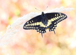 Czarny, Motyl, Papilio polyxenes, Źdźbło, Trawa