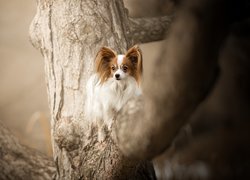 Pies, Spaniel kontynentalny miniaturowy Papillon, Drzewo