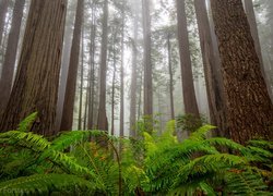 Stany Zjednoczone, Kalifornia, Park Narodowy Redwood, Drzewa, Sekwoje, Paprocie, Mgła