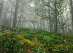 Las, Drzewa, Paprocie, Mgła