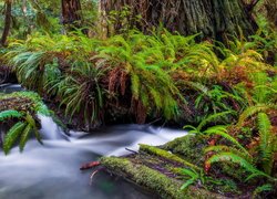 Rzeka, Prairie Creek, Paprocie, Las, Redwoods State Park, Kalifornia, Stany Zjednoczone