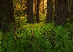 Stany Zjednoczone, Kalifornia, Park Narodowy Redwood, Las, Drzewa, Paprocie