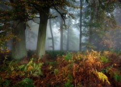 Paprocie porastające zamglony jesienny las
