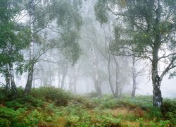 Drzewa, Las, Brzozy, Mgła, Park Narodowy Peak District, Hrabstwo Derbyshire, Anglia