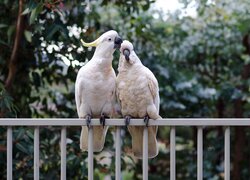 Para białych papug kakadu
