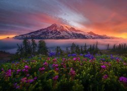 Park Narodowy Mount Rainier w Stanach Zjednoczonych