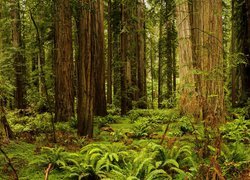 Park Narodowy Redwood