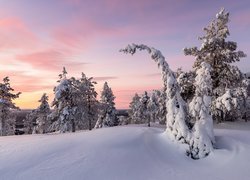 Finlandia, Laponia, Gmina Posio, Park Narodowy Riisitunturi, Wschód słońca, Zima, Wzgórze, Ośnieżone, Drzewa