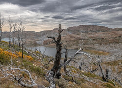 Góry, Drzewa, Jezioro, Park Narodowy Torres del Paine, Patagonia, Chile