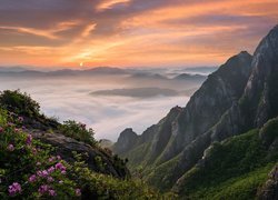 Góry Wolchulsan, Park Narodowy Wolchulsan, Prowincja Jeolla Południowa, Korea Południowa, Mgła, Kwiaty, Wschód słońca