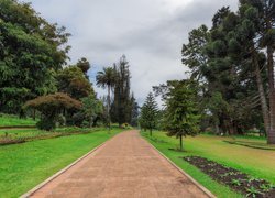 Sri Lanka, Prowincja Środkowa, Miasto Nuwara Eliya, Victoria Park, Park miejski, Drzewa, Alejka