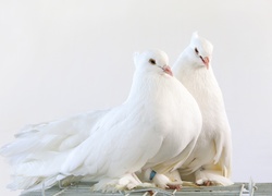 Parka pięknych białych gołębi