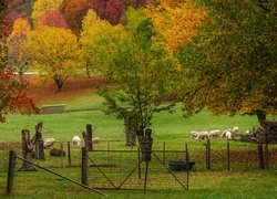 Pasące się owce wśród jesiennych drzew w australijskim Wandiligong Valley
