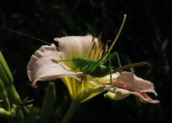 Pasikonik zielony, Kwiat, Lilia, Pąki