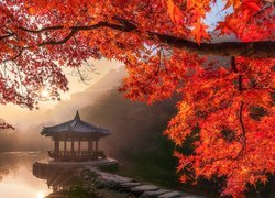 Jesień, Staw, Sagiike, Gałęzie, Klon, Altana, Pawilon Ukimido, Promienie słońca, Nara Park, Nara, Japonia