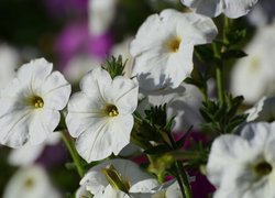 Kwiaty, Białe, Petunie