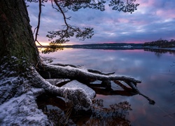 Pień drzewa z korzeniami w zimowym krajobrazie nad jeziorem