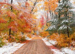 Las, Jesień, Droga, Śnieg