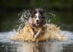 Pies biegnący po wodzie
