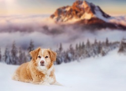 Pies leżący na śniegu