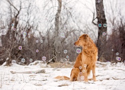 Pies na śniegu obserwuje bańki mydlane