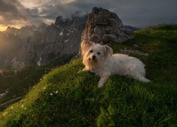 Szczyt, Trawa, Pies, Góry, Alpy Julijskie, Wschód słońca, Słowenia
