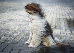 Pies na wietrze