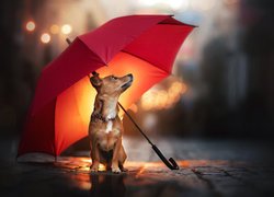 Pies, Czerwony, Parasol, Deszcz