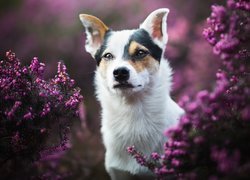 Pies pośród kwiatów wrzośca