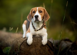 Pies rasy beagle na kłodzie
